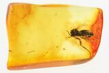 Detailed Fossil Fungus Gnat (Mycetophilidae) In Baltic Amber #346625-1